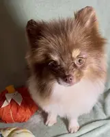 AKC Shooter, a male Pomeranian for sale in Spokane, MO – Photo 3 of 8