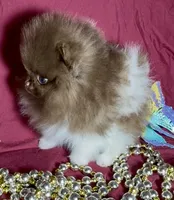 processed/88d931ff-b1c6-4b62-b746-af5c7aa3f7a0/listing/ed993974-f748-4122-ba19-88439df3d29c/162ef427-1742-4956-82bb-dafd8ba09dbb