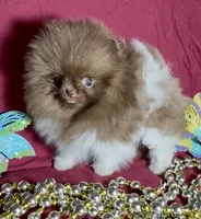 processed/88d931ff-b1c6-4b62-b746-af5c7aa3f7a0/listing/ed993974-f748-4122-ba19-88439df3d29c/a748e32f-6219-4603-bbab-d93360e5fcfb