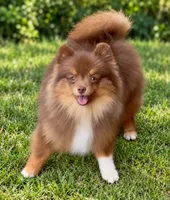 AKC Wags, a male Pomeranian for sale in Spokane, MO – 6 of 10