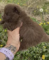 AKC River, a male Pomeranian for sale in Spokane, MO – Photo 4 of 8