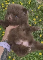 AKC River, a male Pomeranian for sale in Spokane, MO – Photo 3 of 8