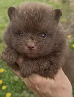 AKC River, a male Pomeranian for sale in Spokane, MO – Photo 2 of 8