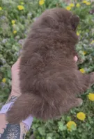 AKC River, a male Pomeranian for sale in Spokane, MO – Photo 8 of 8