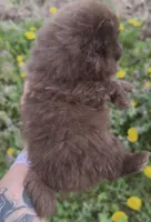 AKC River, a male Pomeranian for sale in Spokane, MO – Photo 5 of 8