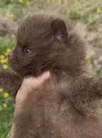 AKC River, a male Pomeranian for sale in Spokane, MO – Photo 6 of 8