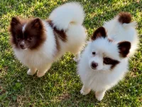 AKC Panda, a female Pomeranian for sale in Spokane, MO – 10 of 10
