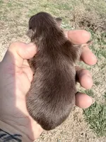 AKC Poppy, a female Pomeranian for sale in Spokane, MO – Photo 5 of 6