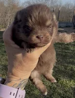 AKC Poppy, a female Pomeranian for sale in Spokane, MO – Photo 7 of 10