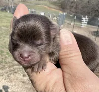 AKC Poppy, a female Pomeranian for sale in Spokane, MO – Photo 1 of 6