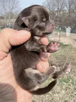 AKC Poppy, a female Pomeranian for sale in Spokane, MO – Photo 6 of 6