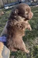 AKC Poppy, a female Pomeranian for sale in Spokane, MO – Photo 10 of 10