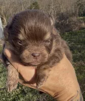 AKC Poppy, a female Pomeranian for sale in Spokane, MO – Photo 3 of 10