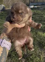 AKC Poppy, a female Pomeranian for sale in Spokane, MO – Photo 6 of 10