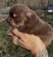 AKC Poppy, a female Pomeranian for sale in Spokane, MO – Photo 2 of 10