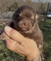 AKC Poppy, a female Pomeranian for sale in Spokane, MO – Photo 1 of 10