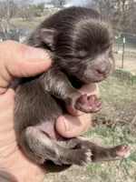 AKC Poppy, a female Pomeranian for sale in Spokane, MO – Photo 3 of 6