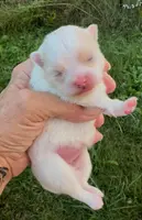 AKC Lyla, a female Pomeranian for sale in Spokane, MO – Photo 5 of 10