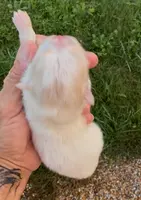 AKC Lyla, a female Pomeranian for sale in Spokane, MO – Photo 8 of 10