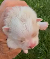 AKC Lyla, a female Pomeranian for sale in Spokane, MO – Photo 6 of 10