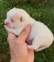 AKC Lyla, a female Pomeranian for sale in Spokane, MO – Photo 1 of 10