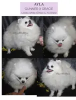 AKC Lyla, a female Pomeranian for sale in Spokane, MO – Photo 9 of 10