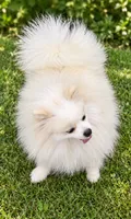AKC Glamour, a female Pomeranian for sale in Spokane, MO – 6 of 10