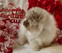 AKC Otto, a male Pomeranian for sale in Spokane, MO – Photo 10 of 10