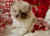 AKC Otto, a male Pomeranian for sale in Spokane, MO – Photo 5 of 10