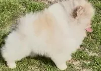 AKC Otto, a male Pomeranian for sale in Spokane, MO – Photo 5 of 10