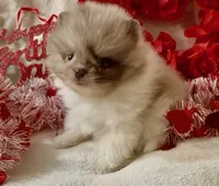 AKC Otto, a male Pomeranian for sale in Spokane, MO – Photo 7 of 10