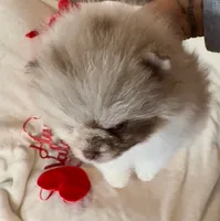 AKC Otto, a male Pomeranian for sale in Spokane, MO – Photo 2 of 10