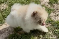 AKC Otto, a male Pomeranian for sale in Spokane, MO – Photo 10 of 10