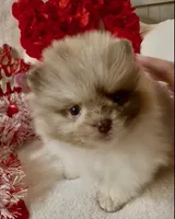 AKC Otto, a male Pomeranian for sale in Spokane, MO – Photo 3 of 10