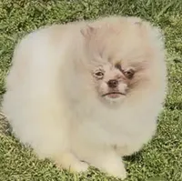 AKC Otto, a male Pomeranian for sale in Spokane, MO – Photo 4 of 10