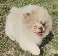 AKC Otto, a male Pomeranian for sale in Spokane, MO – Photo 6 of 10