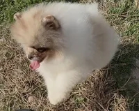 AKC Otto, a male Pomeranian for sale in Spokane, MO – Photo 2 of 10