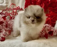 AKC Otto, a male Pomeranian for sale in Spokane, MO – Photo 4 of 10