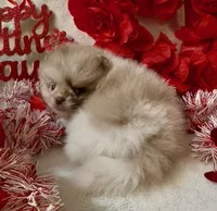 AKC Otto, a male Pomeranian for sale in Spokane, MO – Photo 8 of 10