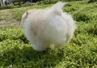 AKC Otto, a male Pomeranian for sale in Spokane, MO – Photo 7 of 10