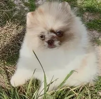 AKC Otto, a male Pomeranian for sale in Spokane, MO – Photo 8 of 10