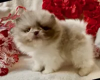 AKC Otto, a male Pomeranian for sale in Spokane, MO – Photo 1 of 10