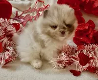 AKC Otto, a male Pomeranian for sale in Spokane, MO – Photo 9 of 10