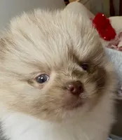 AKC Otto, a male Pomeranian for sale in Spokane, MO – Photo 6 of 10