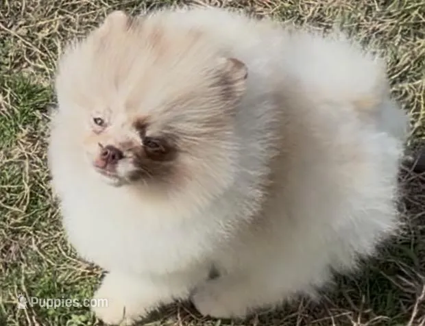 AKC Otto – Pomeranian puppy for sale in Spokane, MO