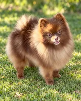 AKC Booker, a male Pomeranian for sale in Spokane, MO – 9 of 10