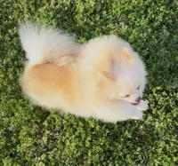 AKC Lumen, a female Pomeranian for sale in Spokane, MO – Photo 3 of 10