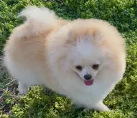 AKC Lumen, a female Pomeranian for sale in Spokane, MO – Photo 2 of 10