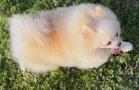 AKC Lumen, a female Pomeranian for sale in Spokane, MO – Photo 9 of 10