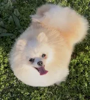 AKC Lumen, a female Pomeranian for sale in Spokane, MO – Photo 5 of 10